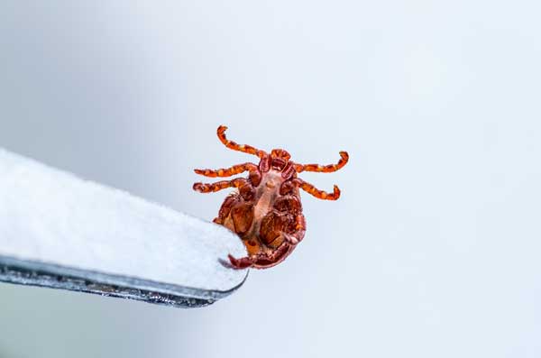 Lyme Disease tick