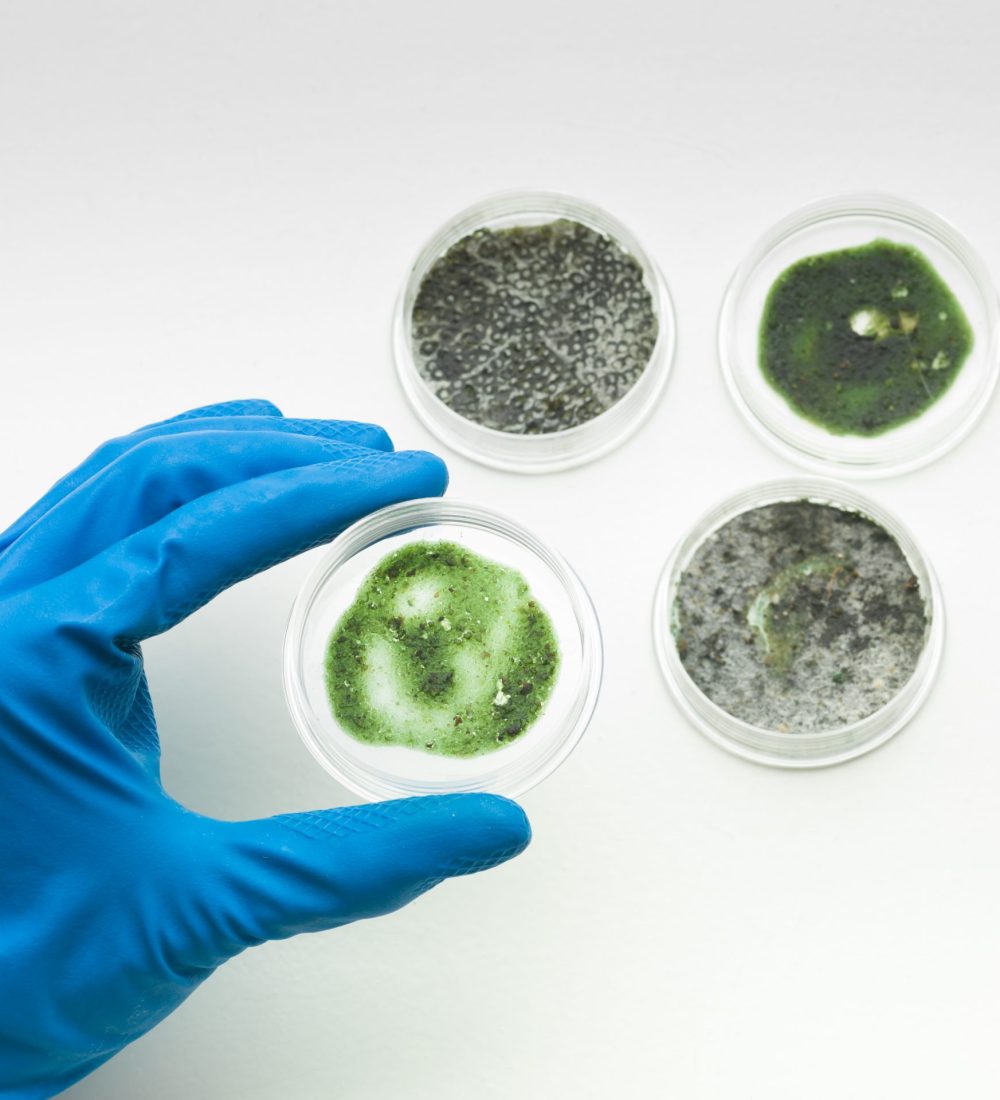 aerial view of a hand in a blue rubber glove holding a specimen of green mold in a petri dish with three other samples of mold in on a table in the background